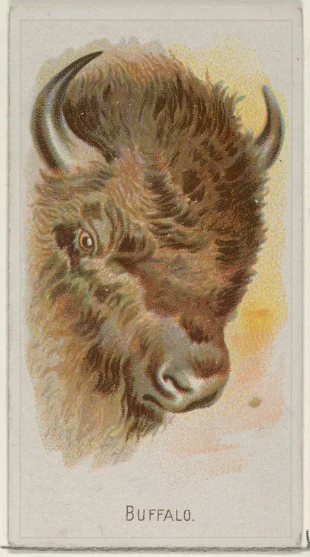Buffalo, from the Wild Animals of the World series (N25) for Allen & Ginter Cigarettes Wall Art by Allen & Ginter - High-Resolution Digital Print