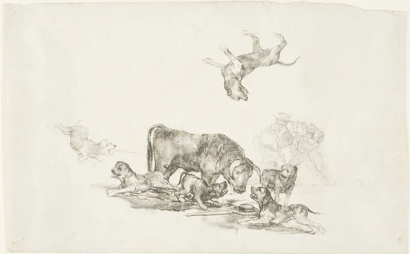 Bull Attacked by Dogs