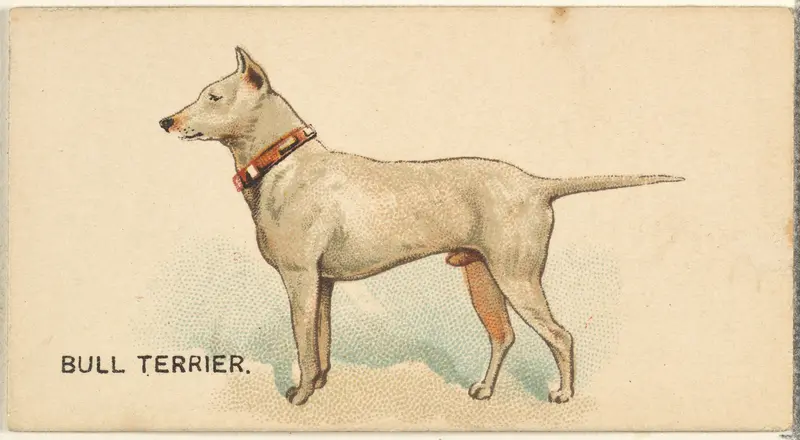 Bull Terrier, from the Dogs of the World series for Old Judge Cigarettes Wall Art by Goodwin & Company - High-Resolution Digital Print