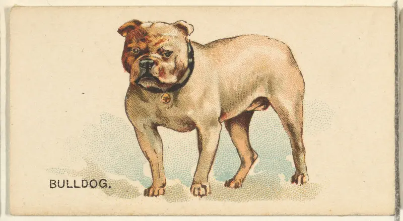 Bulldog, from the Dogs of the World series for Old Judge Cigarettes Wall Art by Goodwin & Company - High-Resolution Digital Print