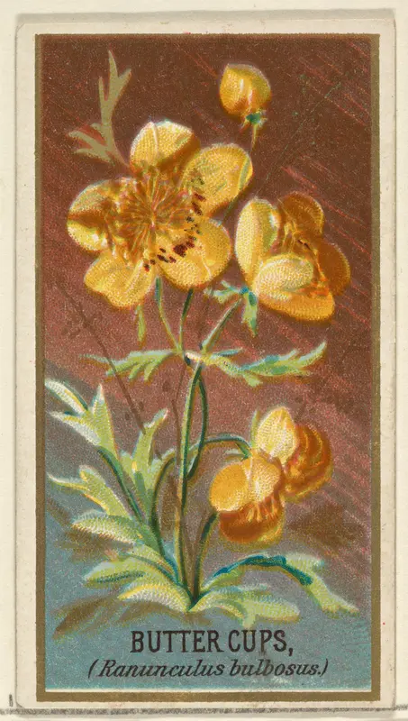 Buttercups (Ranunculus bulbosus), from the Flowers series for Old Judge Cigarettes Wall Art by Goodwin & Company - High-Resolution Digital Print
