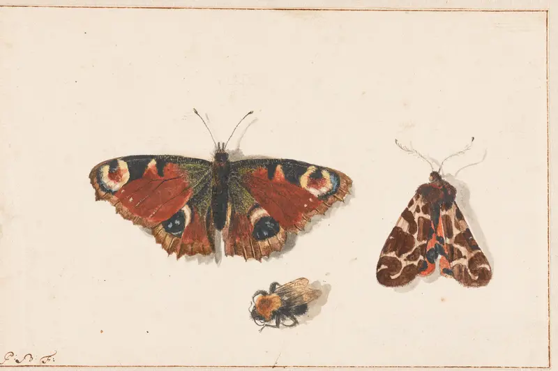 Butterfly, Moth and Bumblebee Wall Art by Johannes Bronkhorst - High-Resolution Digital Print