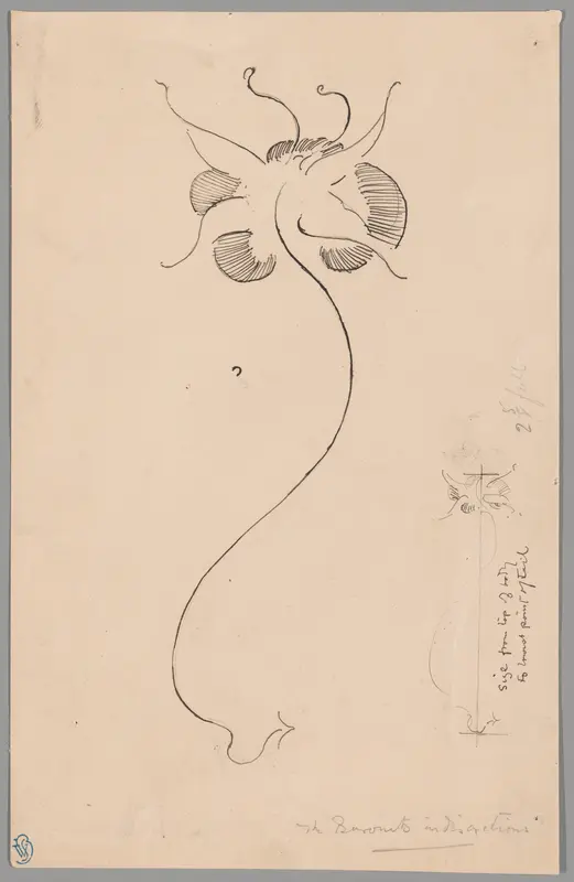 Butterfly (recto); Study of Butterfly (verso)