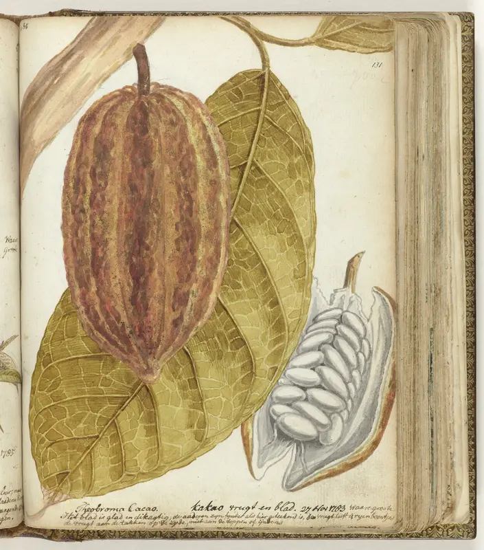 Cacaovrucht en blad Wall Art by Jan Brandes - High-Resolution Digital Print