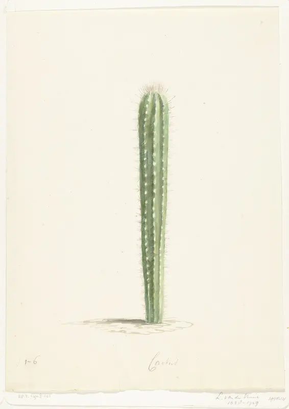 Cactus Wall Art by Laurens Vincentsz. van der Vinne - High-Resolution Digital Print