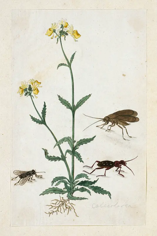 Calceolaria with three insects (Slipperwort) Wall Art by Robert Jacob Gordon - High-Resolution Digital Print