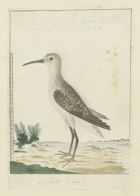 Calidris ferruginea (Krombekstrandloper) Wall Art by Robert Jacob Gordon - High-Resolution Digital Print