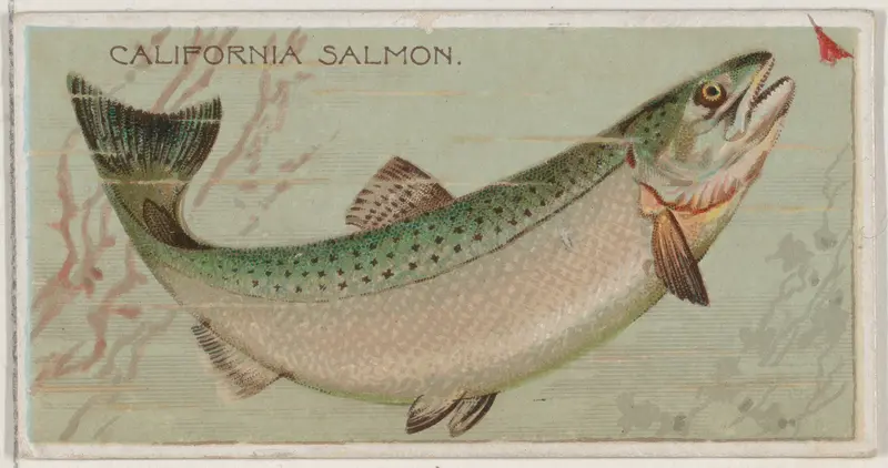 California Salmon, from the series Fishers and Fish (N74) for Duke brand cigarettes Wall Art by Knapp & Company - High-Resolution Digital Print