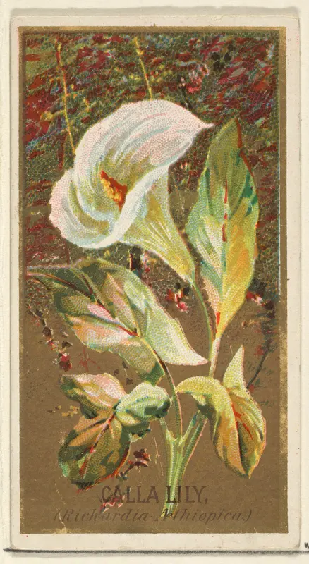 Calla Lily (Richardia Nethiopica), from the Flowers series for Old Judge Cigarettes Wall Art by Goodwin & Company - High-Resolution Digital Print