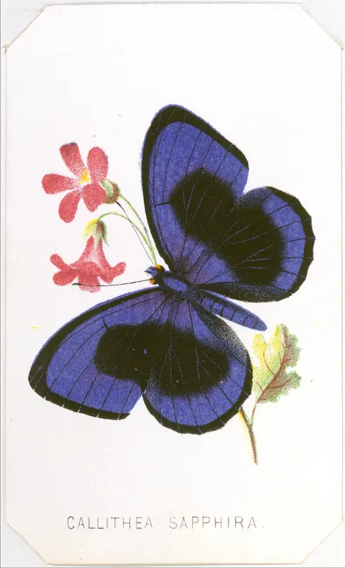 Callithea Sapphira, from "The Butterflies and Moths of America", Part 1 Wall Art by Louis Prang & Co. - High-Resolution Digital Print