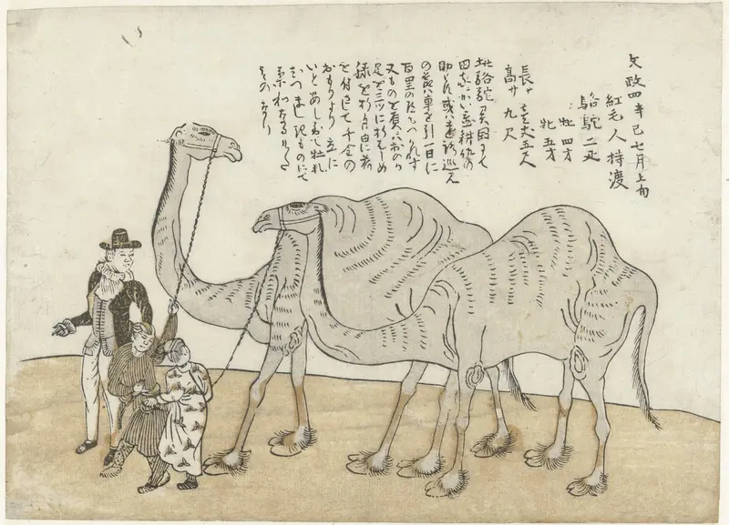 Camel and Dromedary Wall Art by anonymous - High-Resolution Digital Print