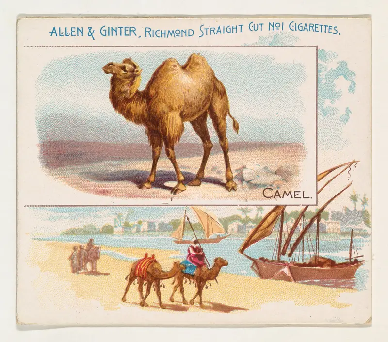 Camel, from Quadrupeds series (N41) for Allen & Ginter Cigarettes Wall Art by Allen & Ginter - High-Resolution Digital Print