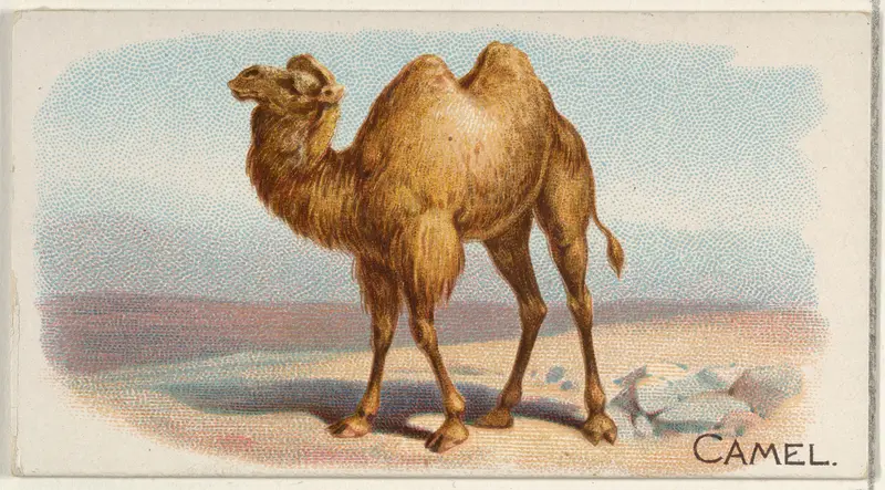 Camel, from the Quadrupeds series (N21) for Allen & Ginter Cigarettes Wall Art by Allen & Ginter - High-Resolution Digital Print