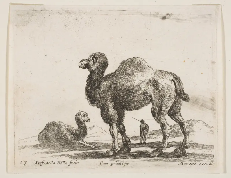 Camels, plate 17 from "Various Animals" (Diversi Animali) Wall Art by Stefano della Bella - High-Resolution Digital Print