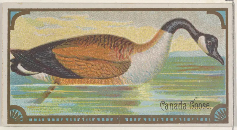Canada Goose, from the Game Birds series (N13) for Allen & Ginter Cigarettes Brands Wall Art by Allen & Ginter - High-Resolution Digital Print