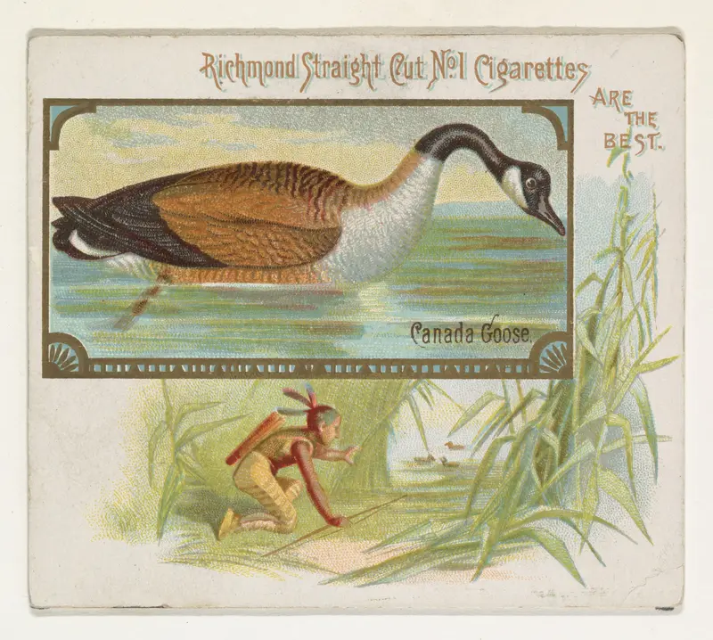 Canada Goose, from the Game Birds series (N40) for Allen & Ginter Cigarettes Wall Art by Allen & Ginter - High-Resolution Digital Print