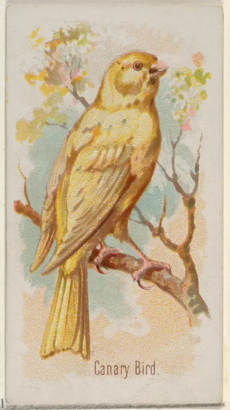 Canary Bird, from the Song Birds of the World series (N23) for Allen & Ginter Cigarettes Wall Art by Allen & Ginter - High-Resolution Digital Print