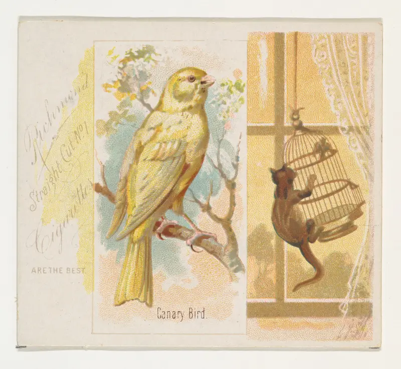 Canary Bird, from the Song Birds of the World series (N42) for Allen & Ginter Cigarettes Wall Art by Allen & Ginter - High-Resolution Digital Print