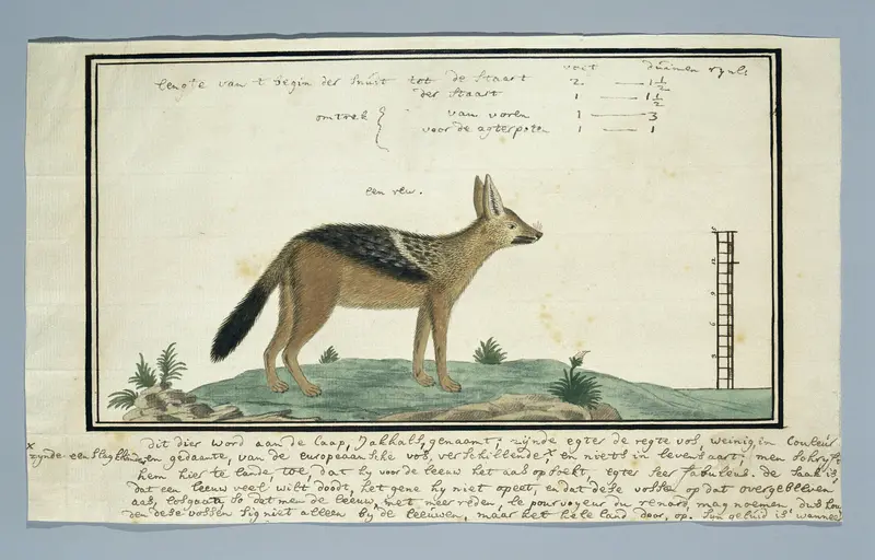 Canis mesomelas (Zadeljakhals; mannelijk) Wall Art by Robert Jacob Gordon - High-Resolution Digital Print
