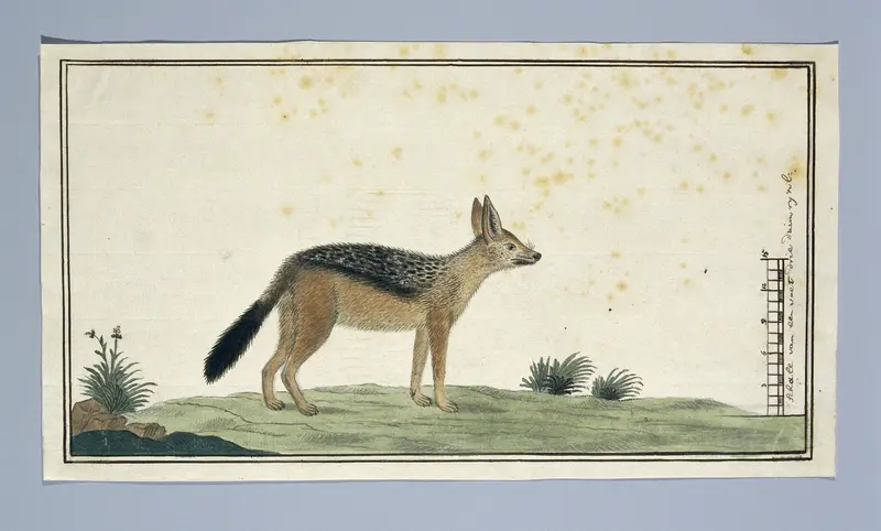 Canis mesomelas (Zadeljakhals) Wall Art by Robert Jacob Gordon - High-Resolution Digital Print