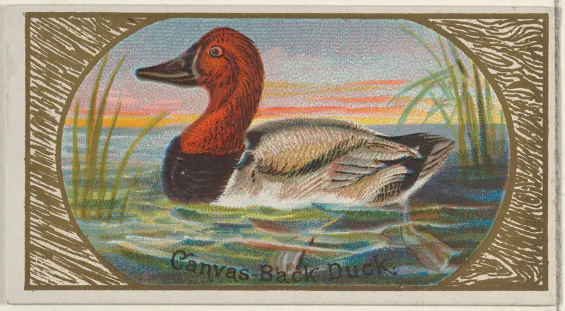 Canvas-Back Duck, from the Game Birds series (N13) for Allen & Ginter Cigarettes Brands by Allen & Ginter - High-Resolution Digital Print
