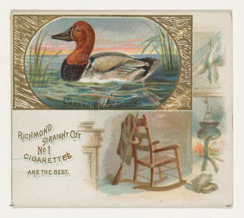 Canvas-Back Duck, from the Game Birds series (N40) for Allen & Ginter Cigarettes by Allen & Ginter - High-Resolution Digital Print