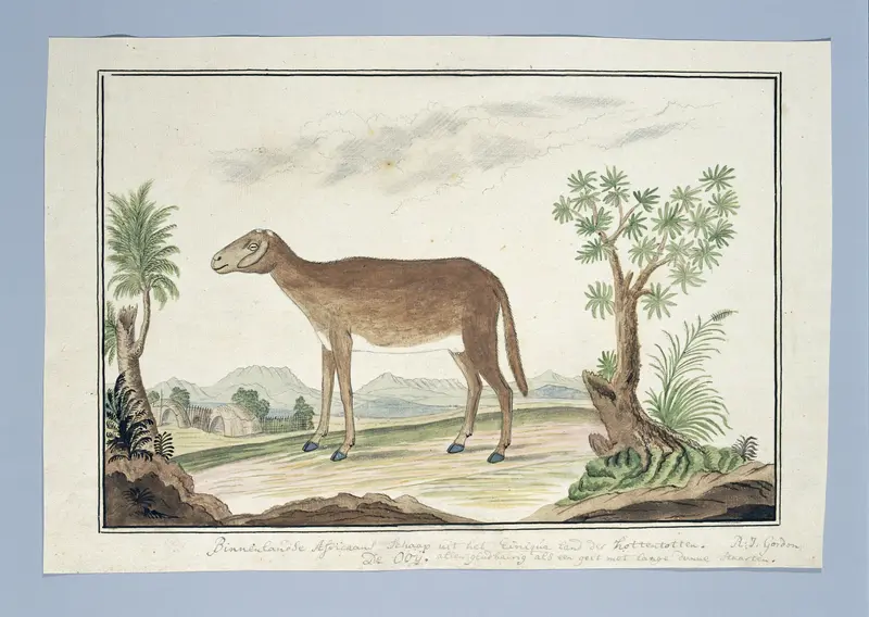 Cape ewe Wall Art by Robert Jacob Gordon - High-Resolution Digital Print