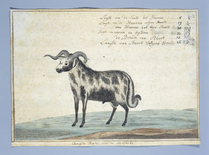Cape Ram Wall Art by Robert Jacob Gordon - High-Resolution Digital Print