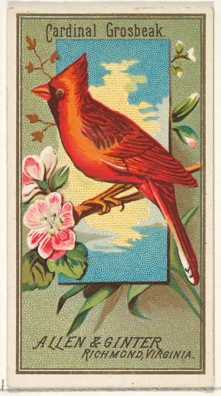 Cardinal Grosbeak, from the Birds of America series (N4) for Allen & Ginter Cigarettes Brands Wall Art by Allen & Ginter - High-Resolution Digital Print