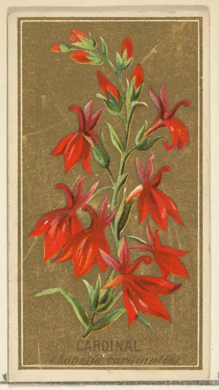 Cardinal (Lobelia cardinalis), from the Flowers series for Old Judge Cigarettes Wall Art by Goodwin & Company - High-Resolution Digital Print
