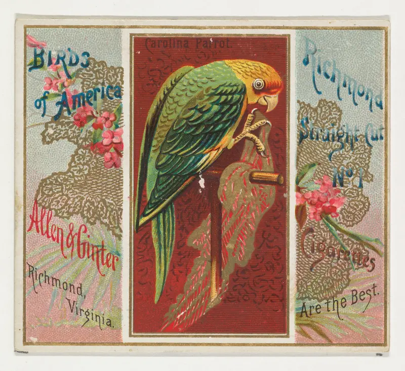 Carolina Parrot, from the Birds of America series (N37) for Allen & Ginter Cigarettes Wall Art by Allen & Ginter - High-Resolution Digital Print