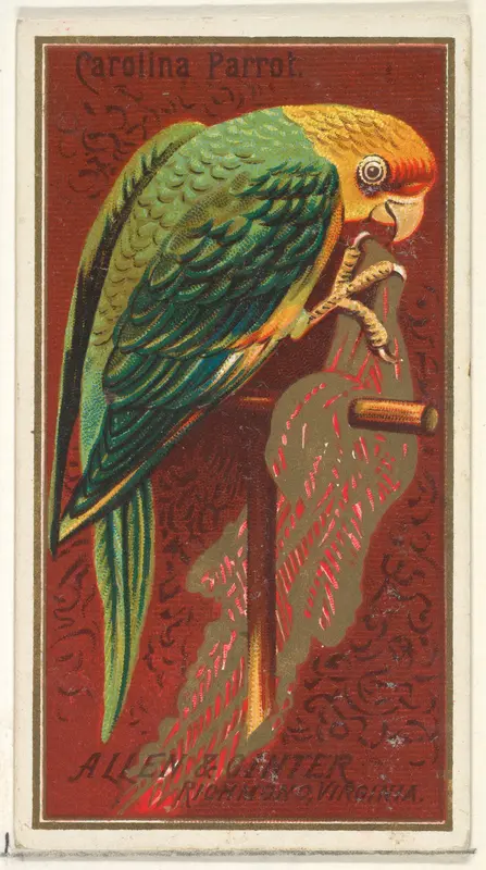 Carolina Parrot, from the Birds of America series (N4) for Allen & Ginter Cigarettes Brands Wall Art by Allen & Ginter - High-Resolution Digital Print