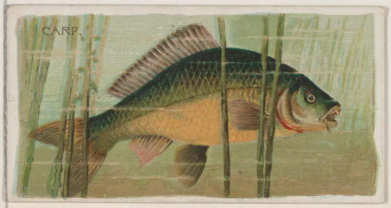 Carp, from the series Fishers and Fish (N74) for Duke brand cigarettes Wall Art by Knapp & Company - High-Resolution Digital Print