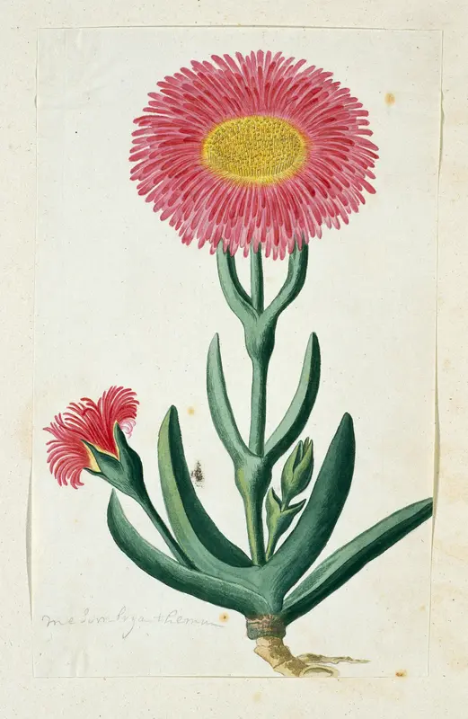 Carpobrotus quadrifidus L. Bolus Wall Art by Robert Jacob Gordon - High-Resolution Digital Print