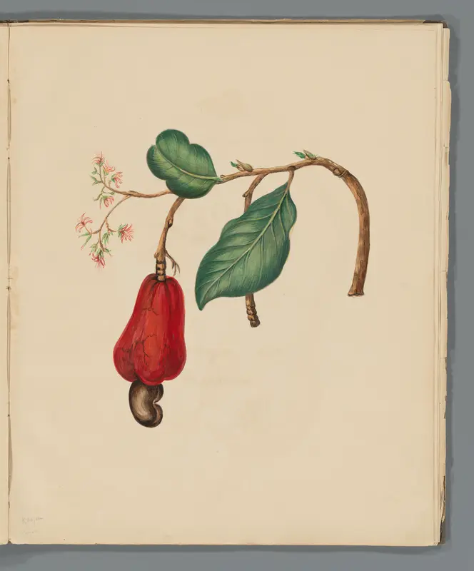 Cashew (Anacardium occidentale) Wall Art by Unknown - High-Resolution Digital Print