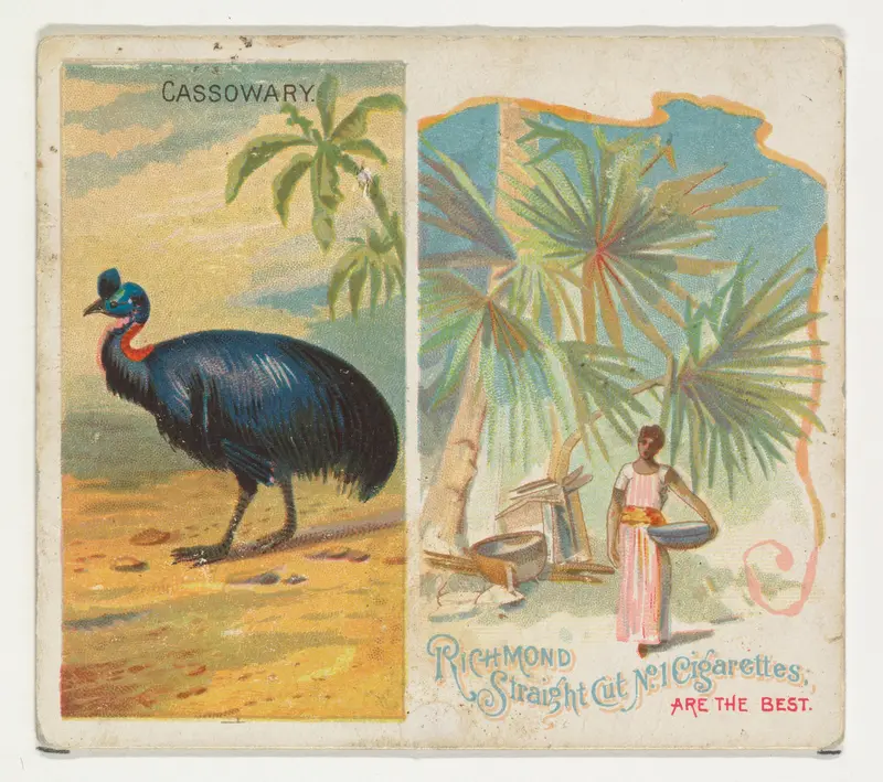 Cassowary, from Birds of the Tropics series (N38) for Allen & Ginter Cigarettes Wall Art by Allen & Ginter - High-Resolution Digital Print