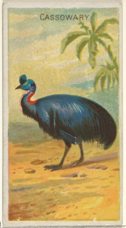 Cassowary, from the Birds of the Tropics series (N5) for Allen & Ginter Cigarettes Brands Wall Art by Allen & Ginter - High-Resolution Digital Print