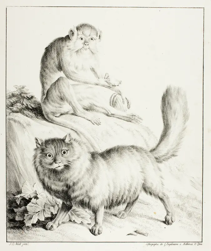 Cat and Monkey