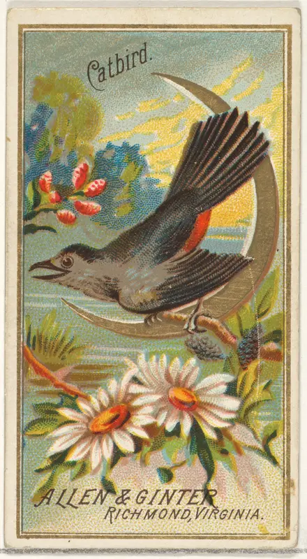 Catbird, from the Birds of America series (N4) for Allen & Ginter Cigarettes Brands Wall Art by Allen & Ginter - High-Resolution Digital Print