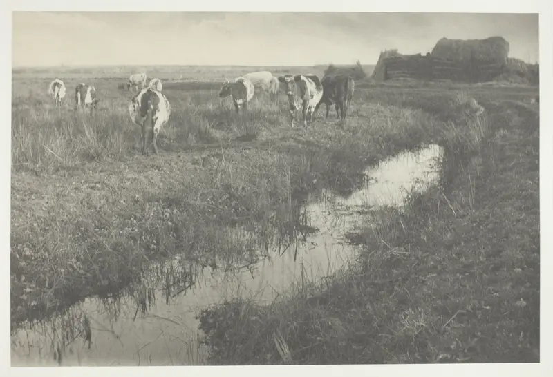 Cattle on the Marshes