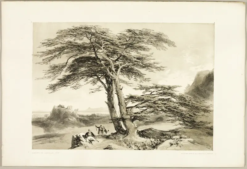 Cedars of Lebanon, from The Park and the Forest Wall Art by James Duffield Harding - High-Resolution Digital Print