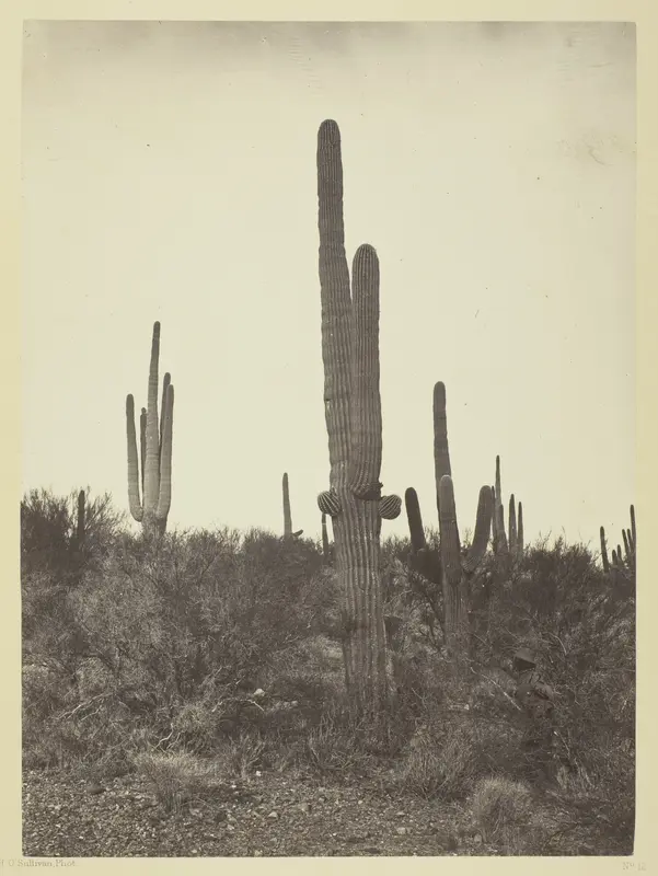 Cereus Giganteus, Arizona Wall Art by Timothy O'Sullivan - High-Resolution Digital Print