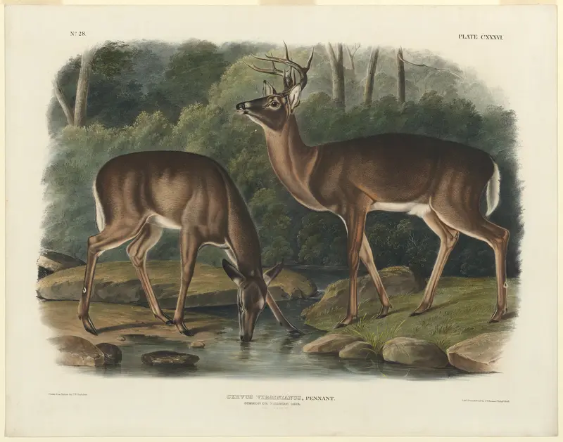 Cervus Virginianus Wall Art by John Woodhouse Audubon - High-Resolution Digital Print