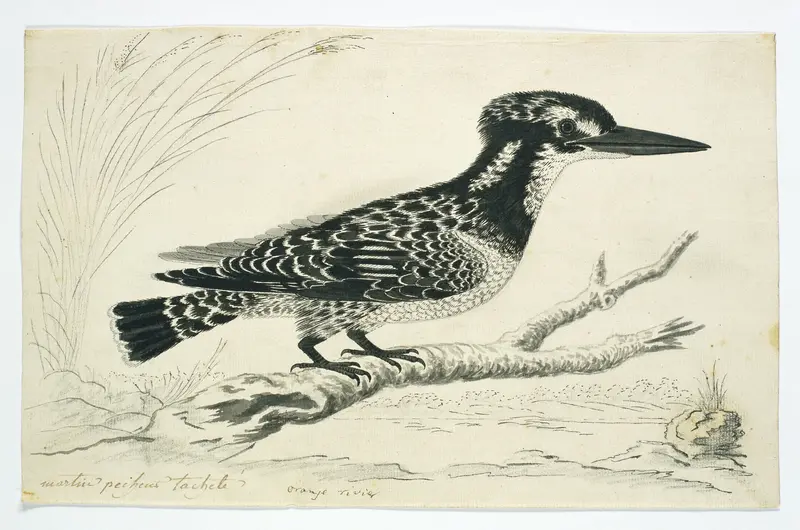 Ceryle rudis (Pied kingfisher), female Wall Art by Robert Jacob Gordon - High-Resolution Digital Print