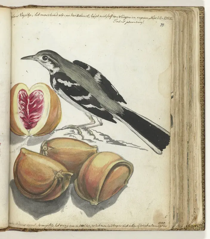 Ceylonse vogel bij Adamsappel Wall Art by Jan Brandes - High-Resolution Digital Print