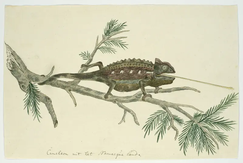 Chamaeleo namaquensis (Namaqua chameleon) Wall Art by Unknown - High-Resolution Digital Print