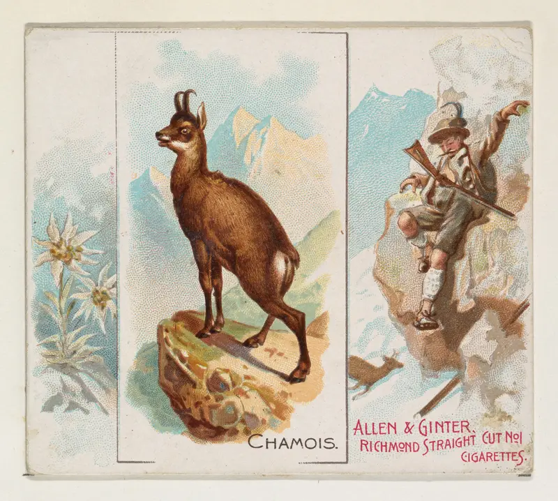 Chamois, from Quadrupeds series (N41) for Allen & Ginter Cigarettes Wall Art by Allen & Ginter - High-Resolution Digital Print