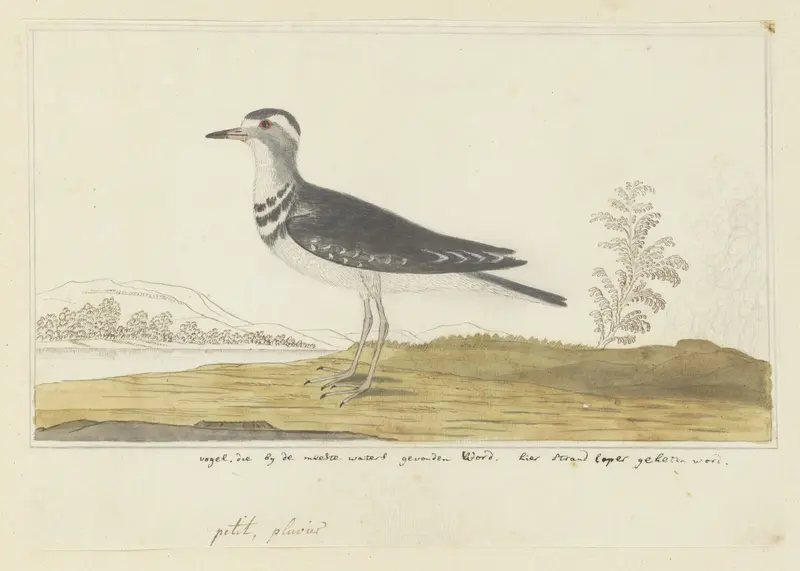 Charadrius tricollaris (Driebandplevier) Wall Art by Robert Jacob Gordon - High-Resolution Digital Print