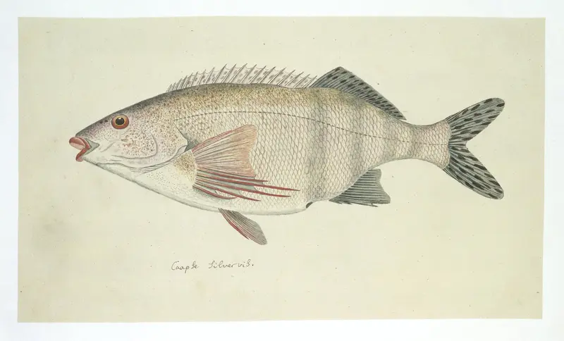 Cheilodactylus fasciatus (Rooivingers) Wall Art by Unknown - High-Resolution Digital Print