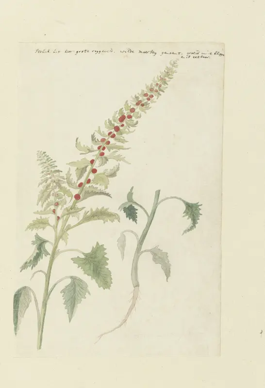 Chenopodium foliosum Aschers, formerly Blitum vergatum (Leafy goosefoot) Wall Art by Robert Jacob Gordon - High-Resolution Digital Print